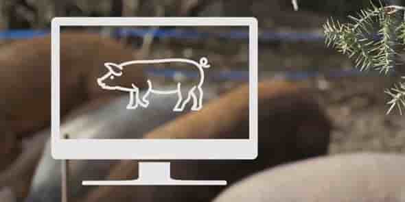La plateforme Pig's Daddy permet d'acheter en ligne des parts dans un cochon élevé de façon responsable