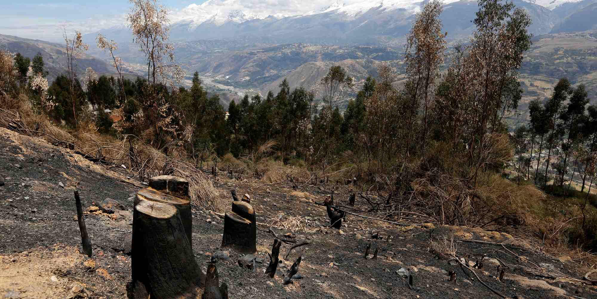 déforestation