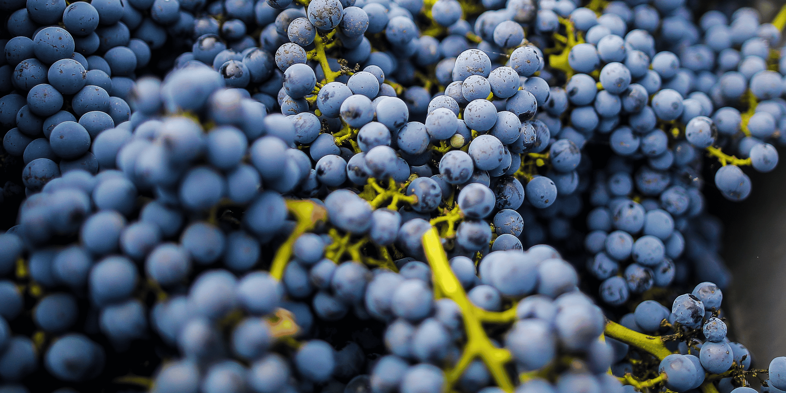 Médoc vignes