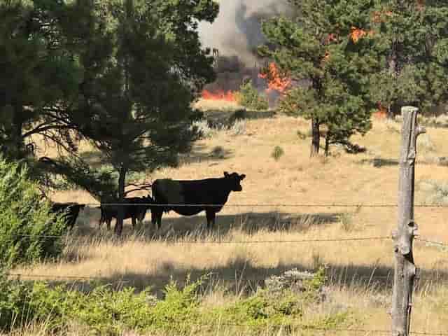 Un feu a deja devaste plus de 100.000 hectares dans le montana