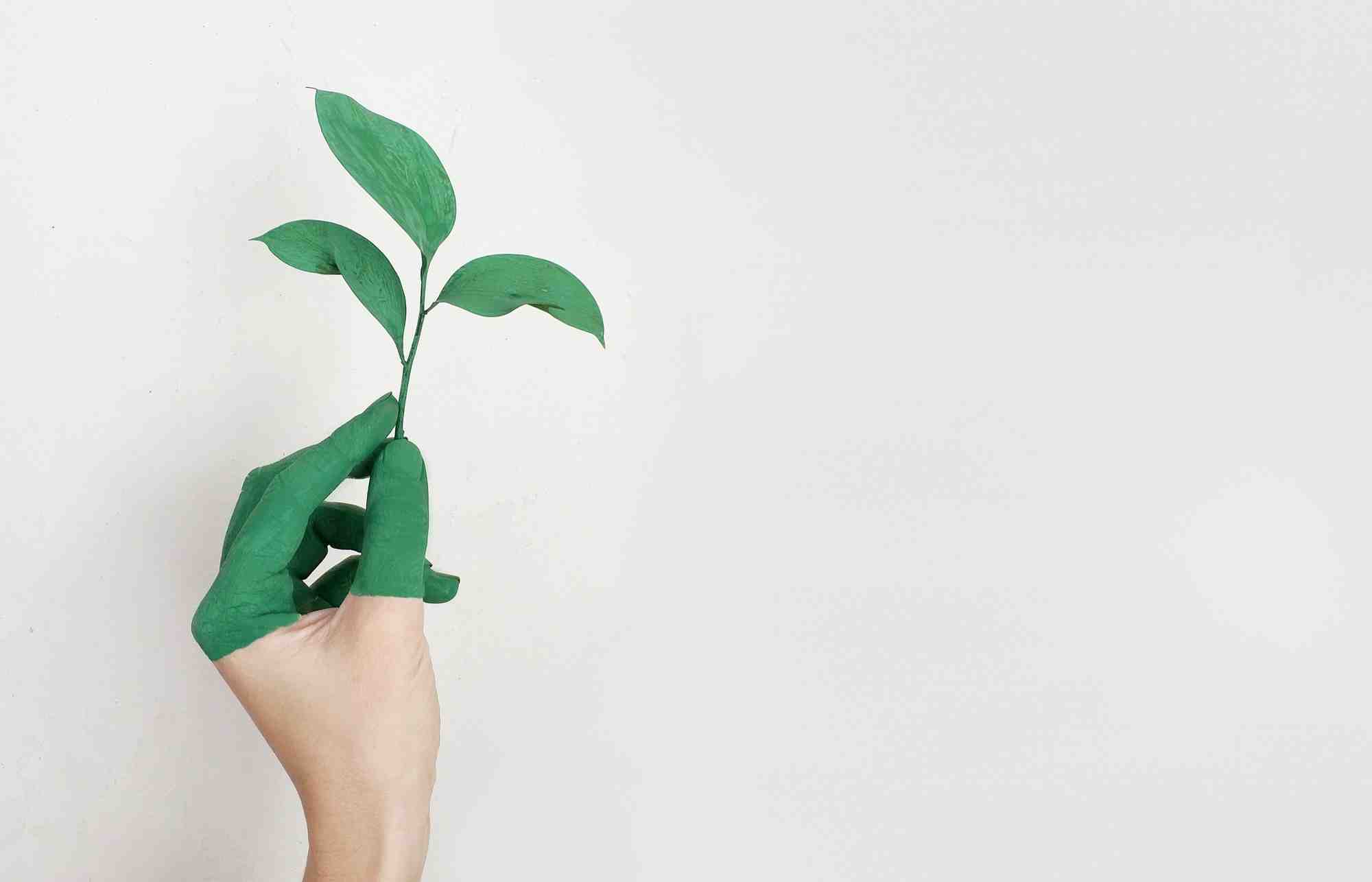 Plante
