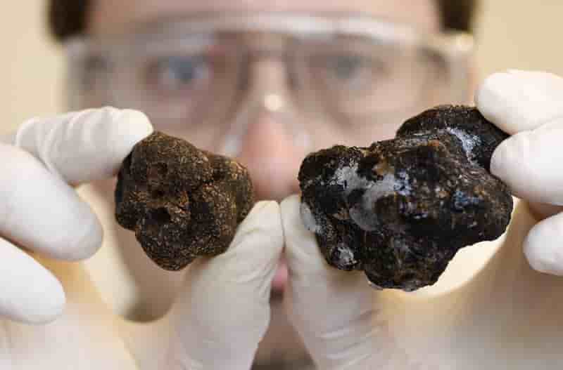 La truffe française convoque la science contre sa cousine chinoise