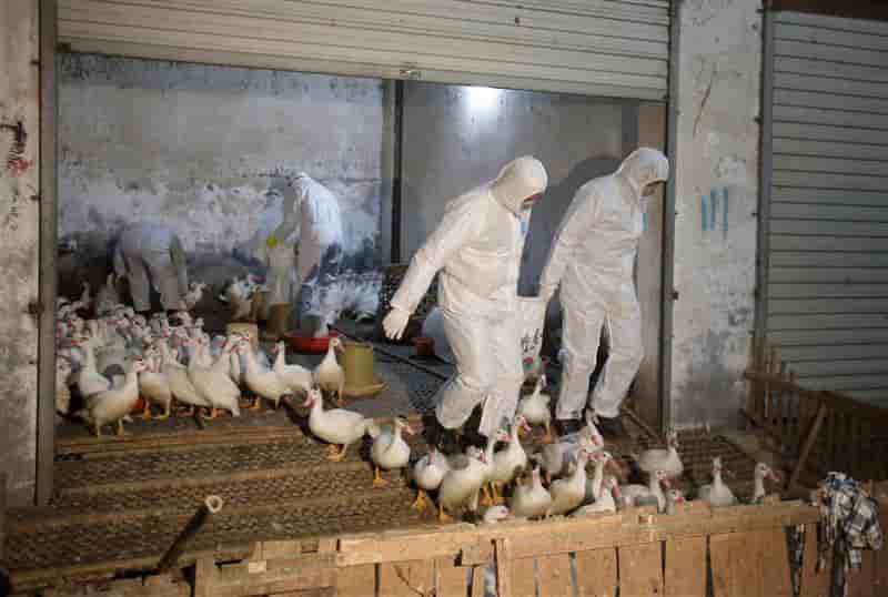 Sept nouveaux cas de grippe H7N9 signalés en Chine