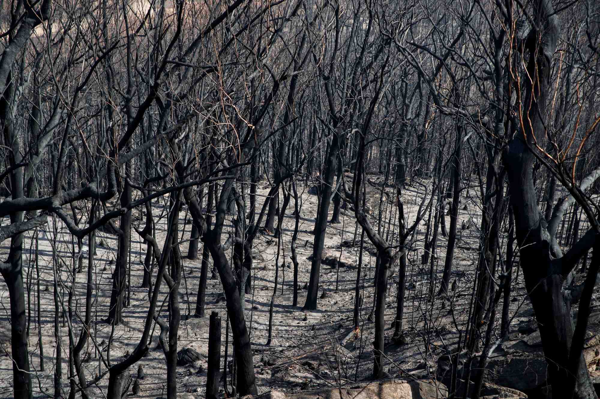 Le paysage brule autour du kangaroo valley bush retreat apres un incendie de foret, en australie