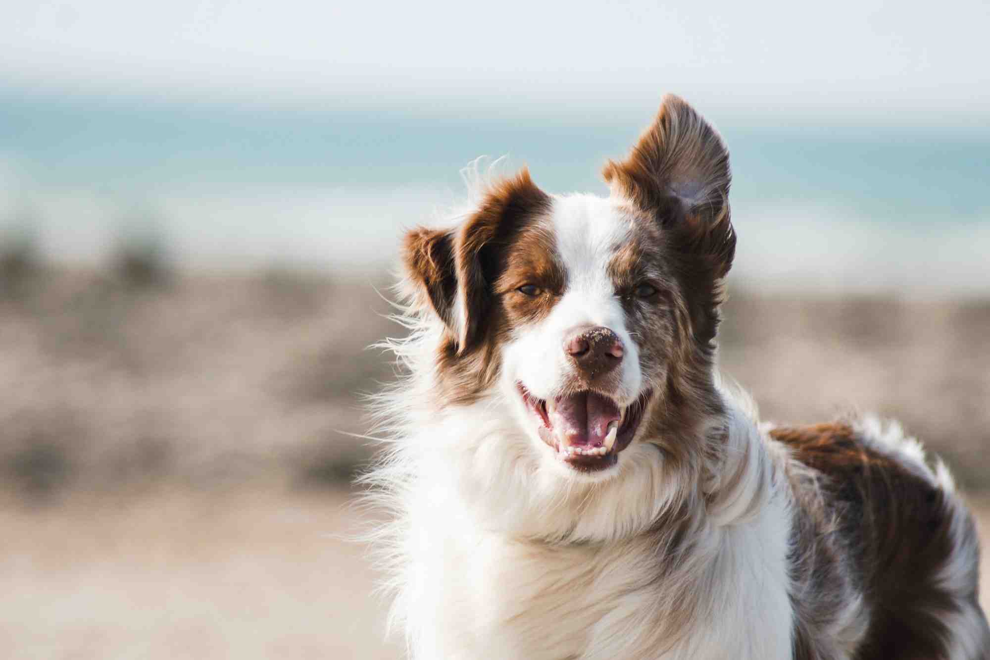 Chien