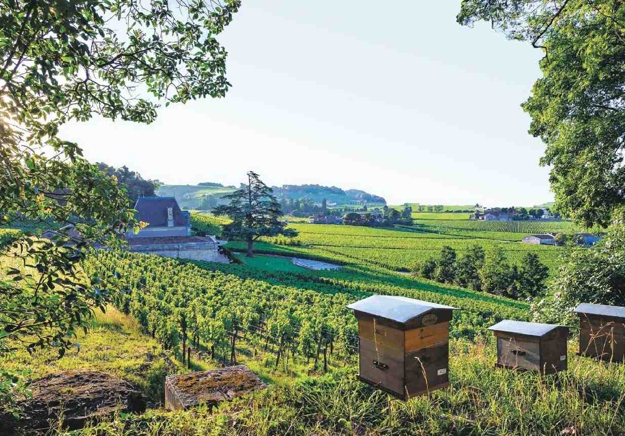 À Saint-Émilion (Gironde), le domaine viticole du Château Fonplégade est certifié en agriculture biologique et en biodynamie.