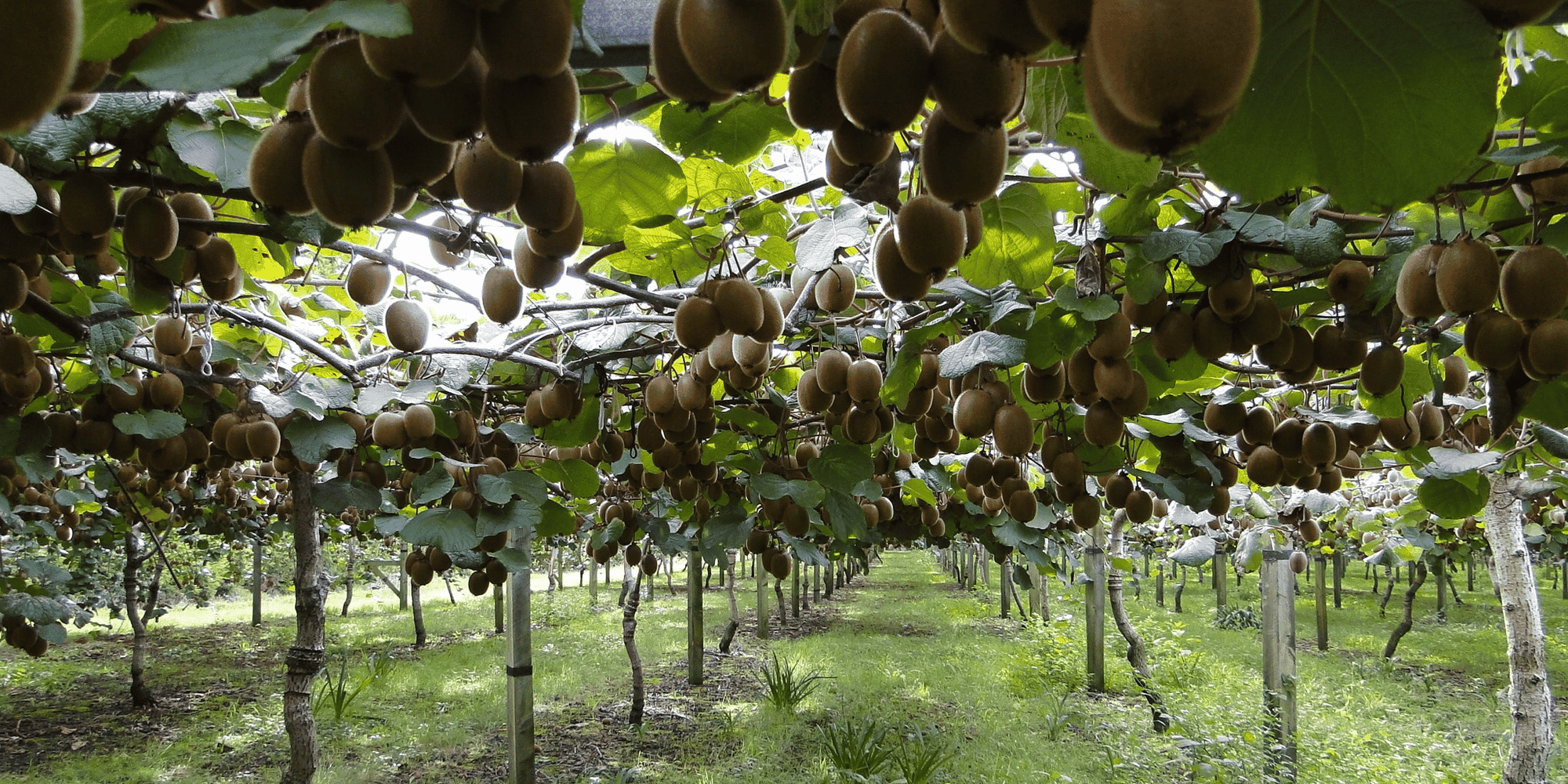 Kiwis