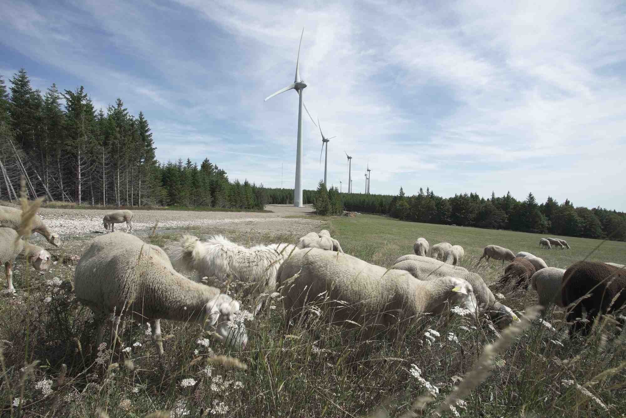 Les 9 éoliennes du parc éolien d'Oupia fournissaient l'équivalent de la consommation annuelle de 9 000 habitants. Le repowering de ce parc, c'est-à-dire le remplacement par des éoliennes plus récentes, permettra de produire l'équivalent de la consommation annuelle de 25 000 habitants.