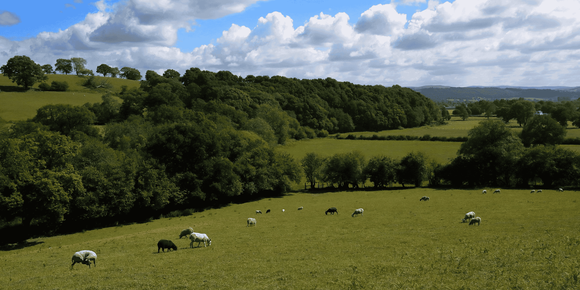agriculture