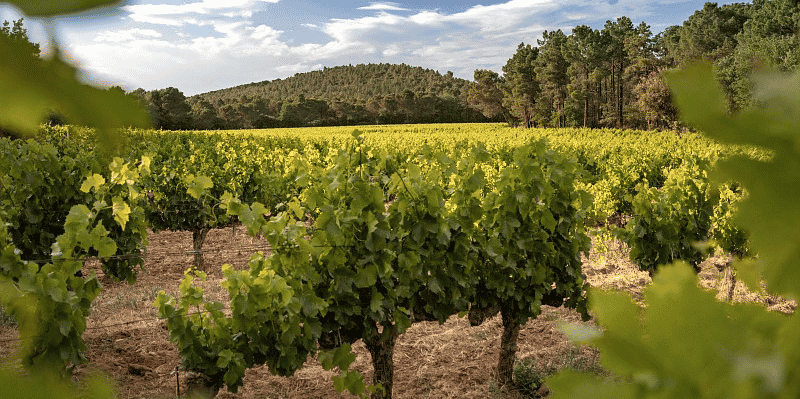 A l'heure actuelle, le syndicat des Côtes du Rhône estime que 2.000 à 4.000 hectares de vignes de son appellation pourraient être concernées par cette mesure, sur un total de 27.000 hectares de vignes.