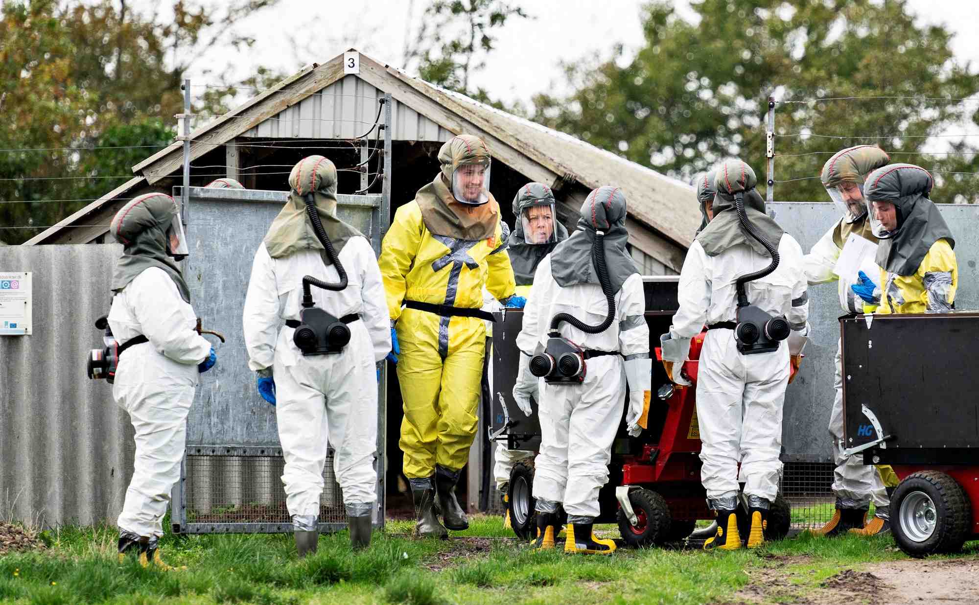 Le danemark denombre 214 contaminations aux coronavirus mutants lies au vison