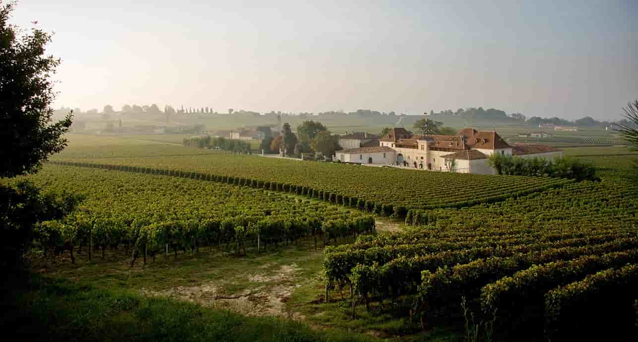 Affaire prospère, le vignoble a réalisé un chiffre d'affaires de 25 millions en 2024.
