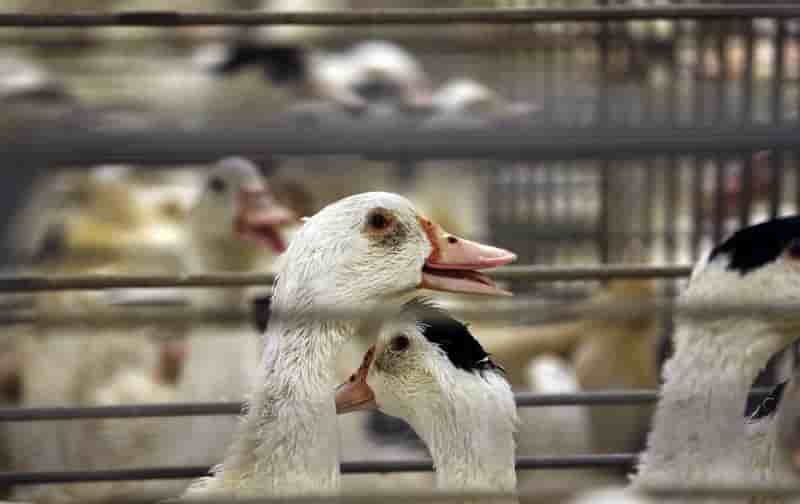 Le foie gras plus cher pour noel apres la grippe aviaire