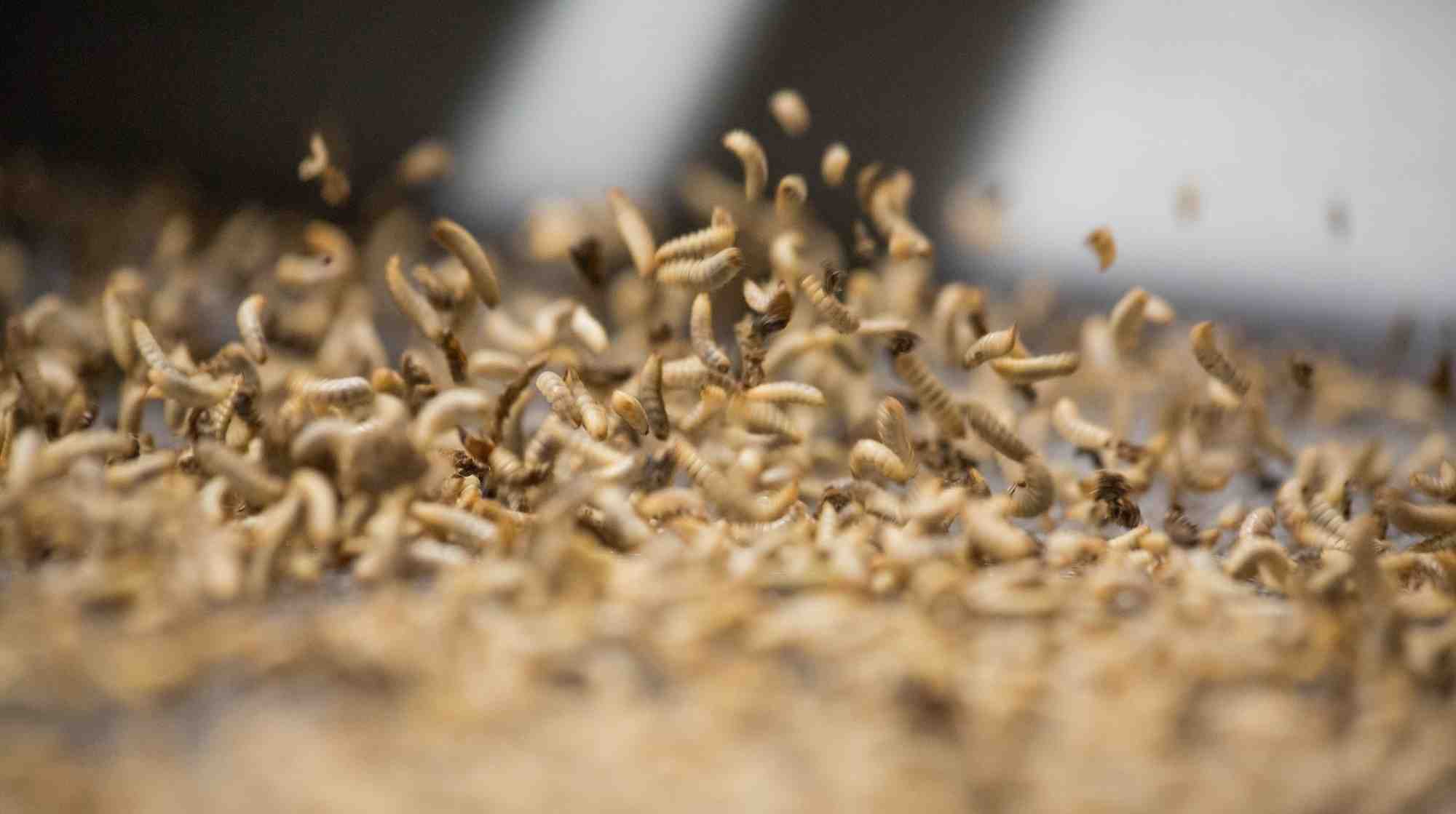 L'entreprise toulousaine spécialisée dans la production de protéines d'insectes demande une aide publique d'urgence pour survivre.