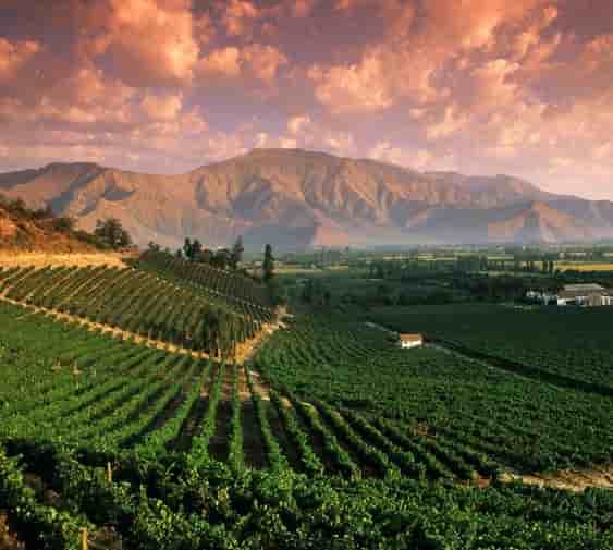 vins vignobles Argentine