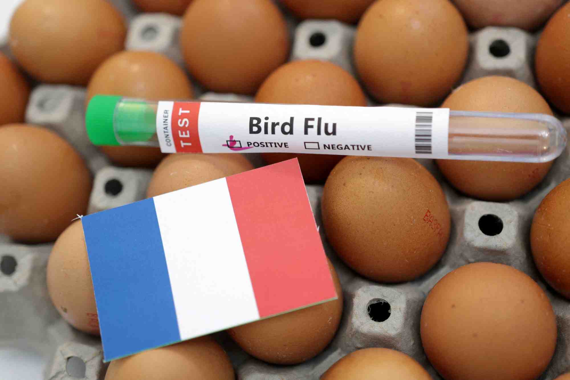 L'illustration montre un tube a essai pour prelevement d'echantillon etiquete « grippe aviaire », des oeufs et le drapeau de la france