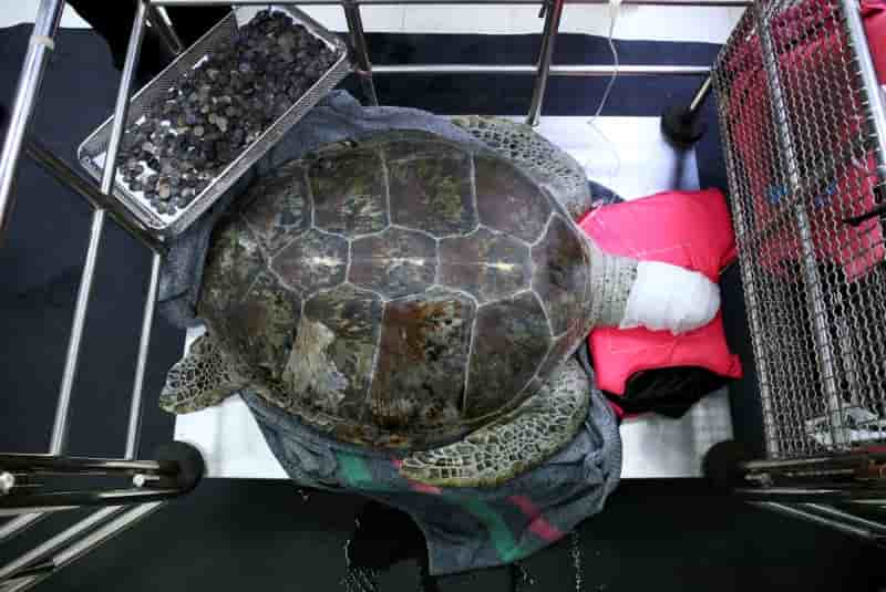 Les pieces porte-bonheur fatales a la tortue "tirelire"