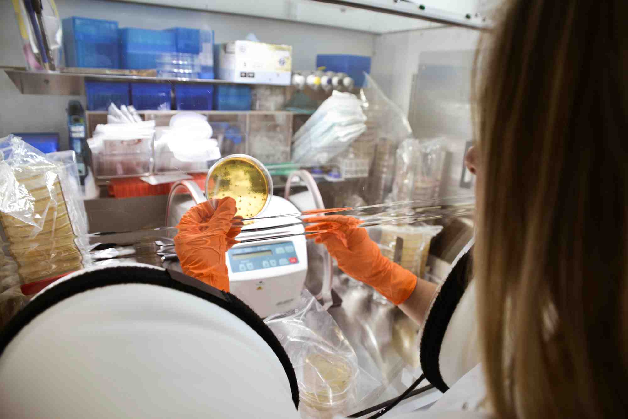 Microbiote
