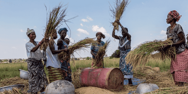 récolte riz agriculture femmes burkina faso