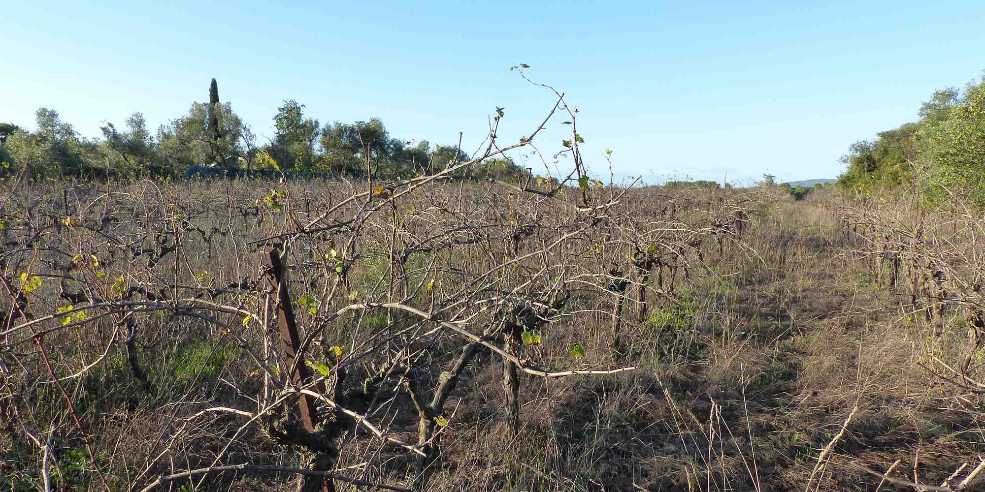 En Languedoc-Roussillon, les viticulteurs s'inquiètent de la taille de l'enveloppe dédiée à l'arrachage des vignes, qui pourrait se révéler insuffisante pour satisfaire toutes les demandes.