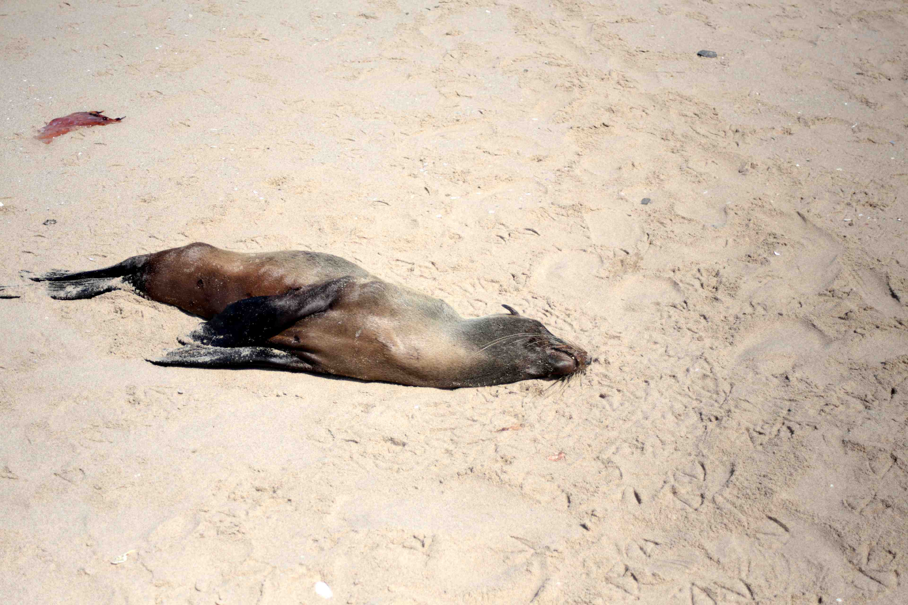 Plus de 7.000 cadavres de phoques echoues en namibie