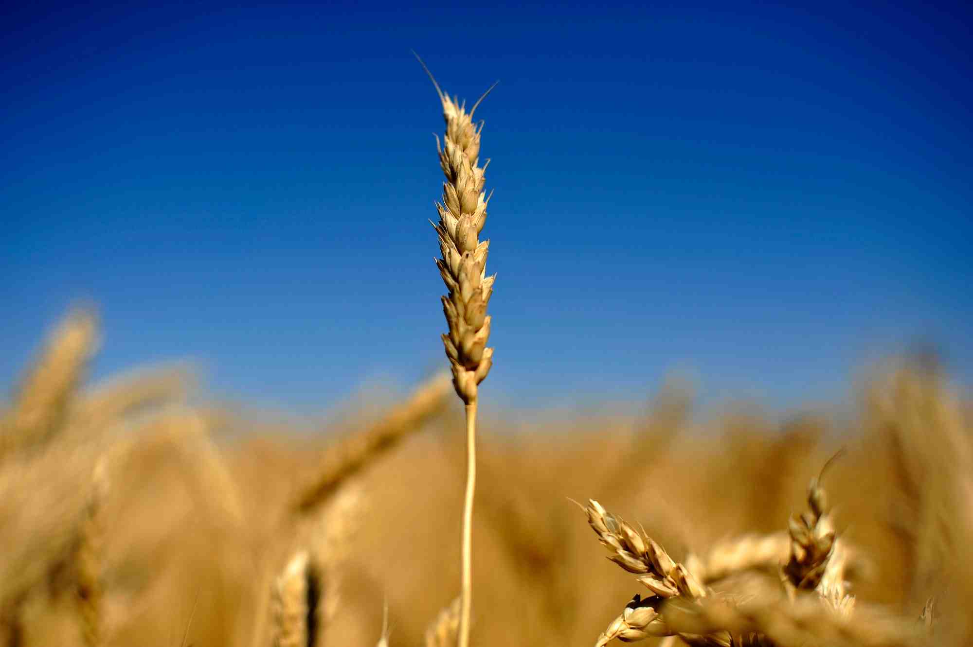 Cereales ukrainiennes: la turquie annonce un accord sur la reprise des exportations