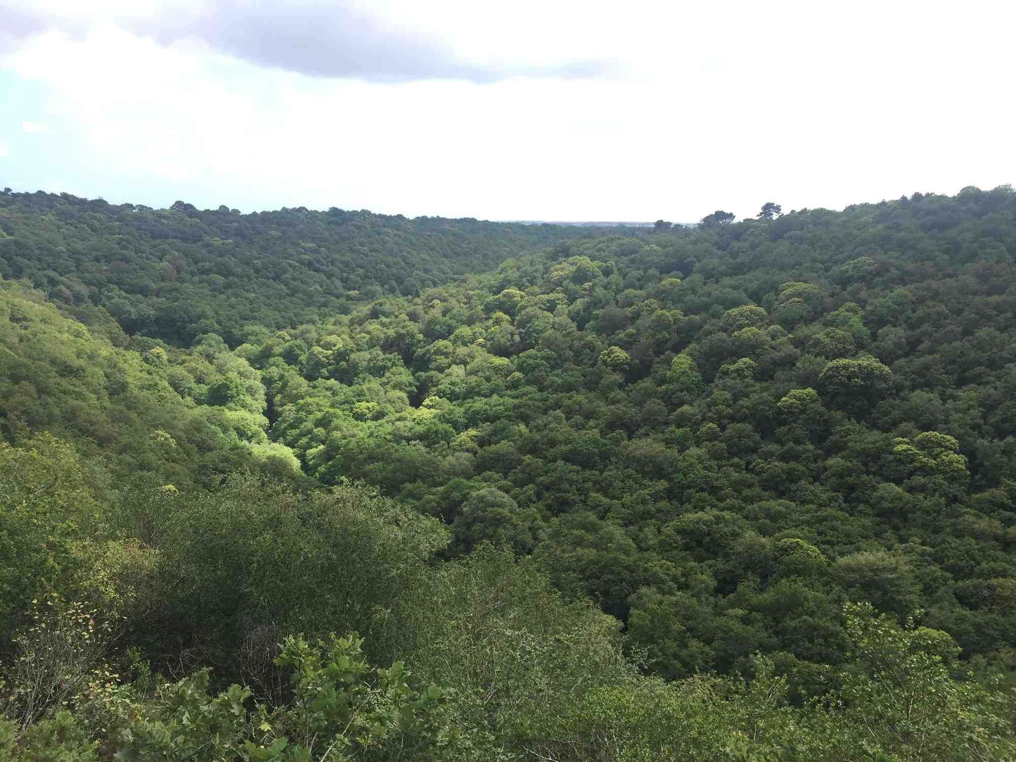 Les entreprises pourraient bientôt acquérir des crédits biodiversité pour leurs démarches de restauration du vivant.