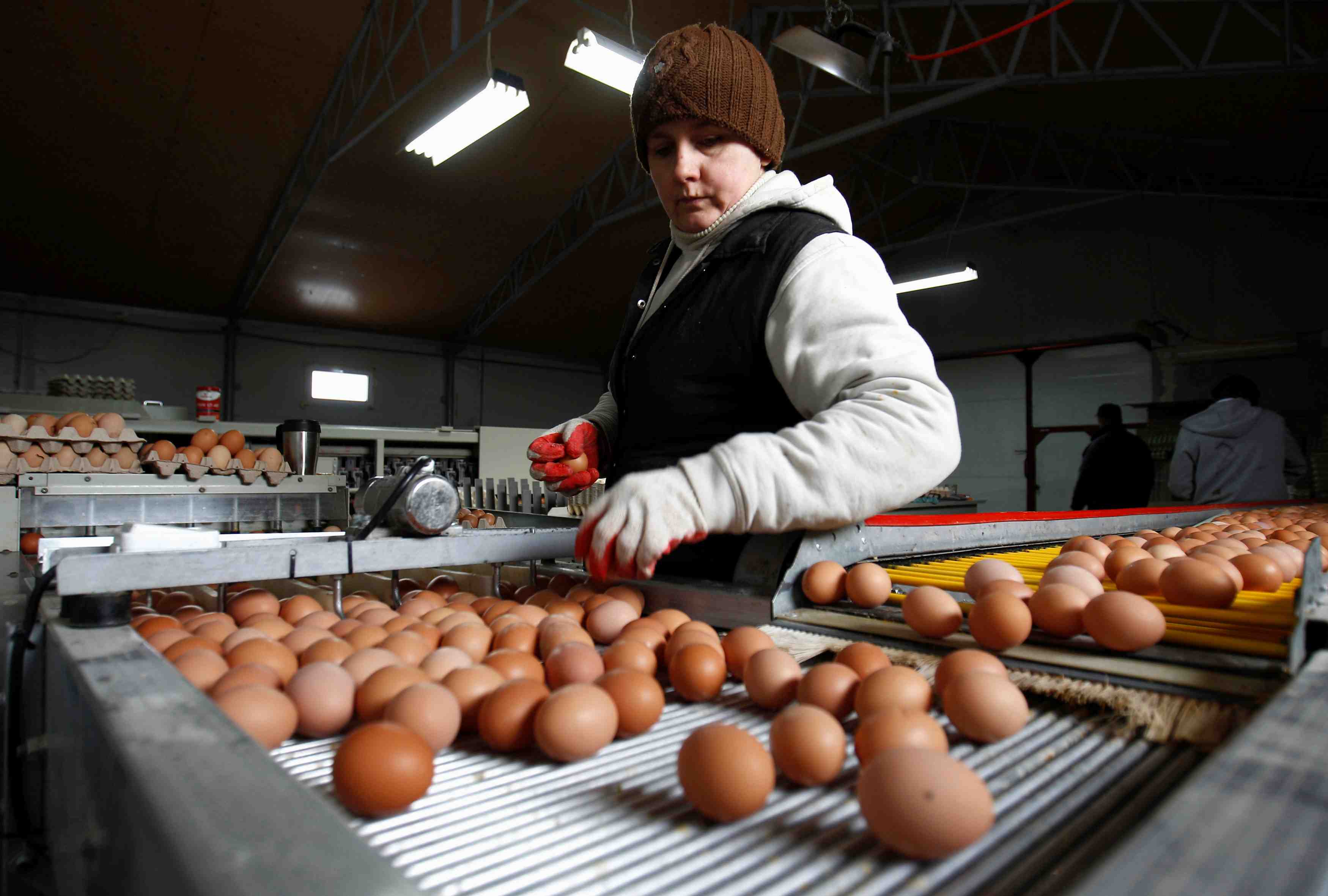 La grippe aviaire touche des elevages de pres de 650.000 volailles en pologne