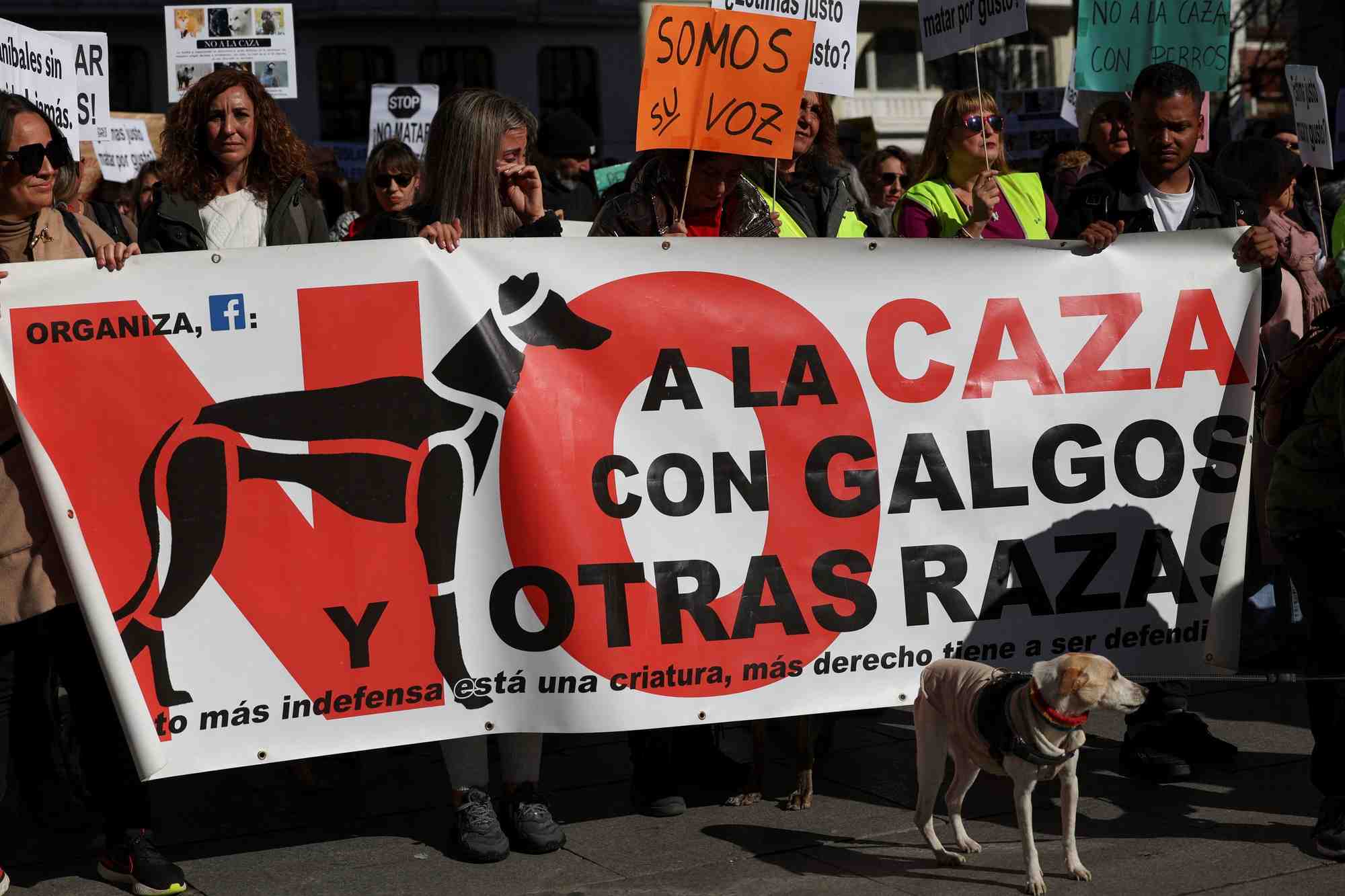 Une manifestation a madrid, espagne, contre le fait que les chiens de chasse aient ete exclus d'un projet de loi sur les droits des animaux