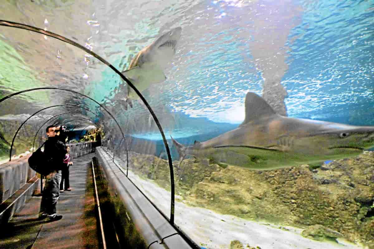 Un homme filme des requins le 12 février 2006 au Marineland d'Antibes, premier zoo marin d'Europe, propriété de son fondateur, le Comte Roland de la Poype, et de sa famille, qui cherche un acquéreur, a-t-on appris le 14 février 2006 de sources concordantes. AFP PHOTO PASCAL GUYOT
