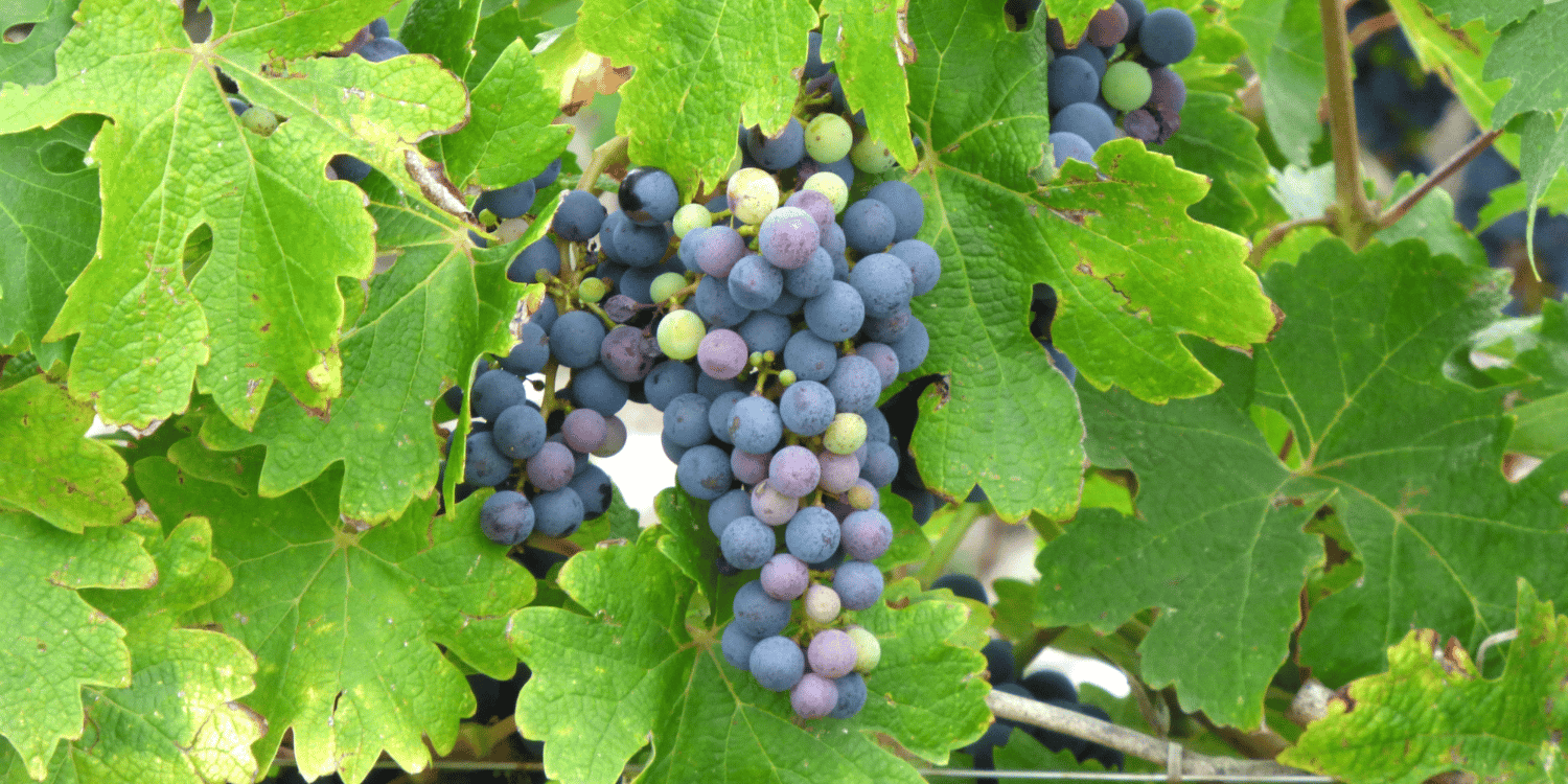 Des vignes dans le Bordelais