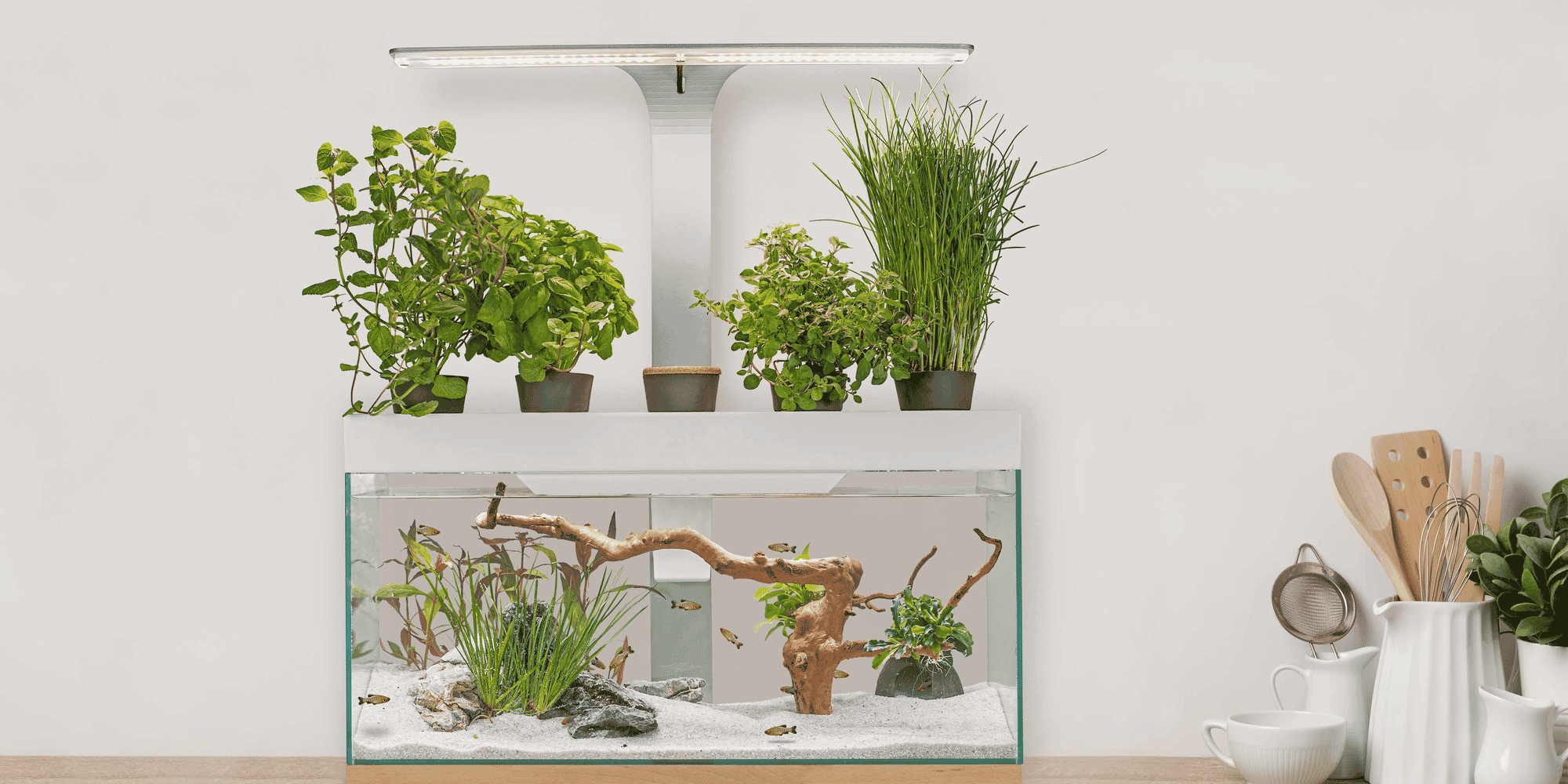 Nénufarm voit l'année 2024 comme une année test pour son aquarium potager durable.