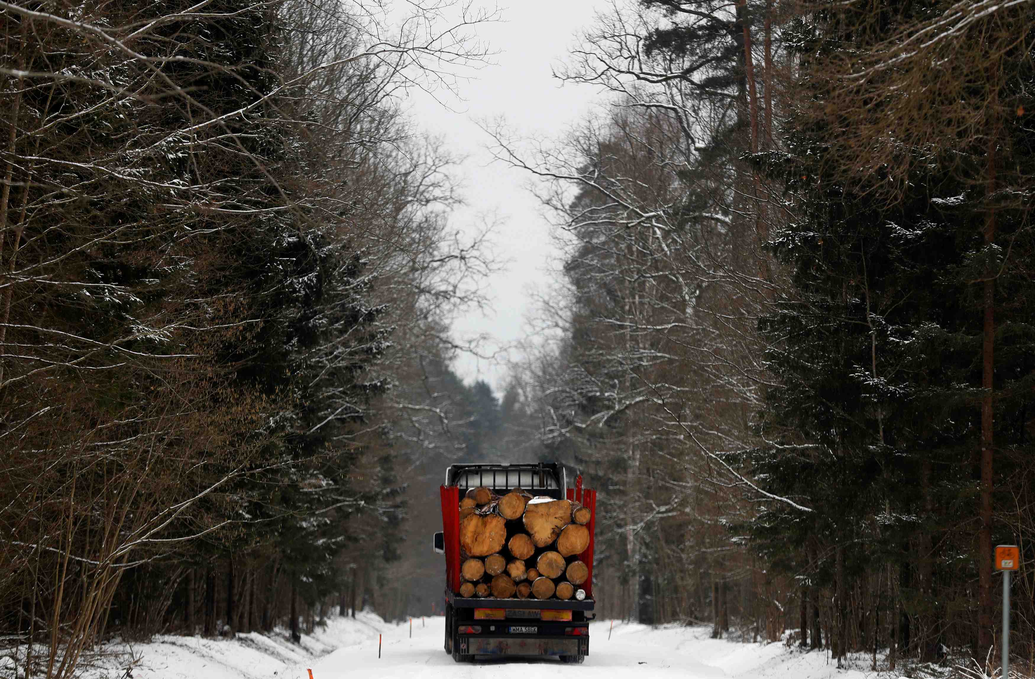 L'avis de bruxelles sur la foret de bialowieza conforte a la cjue