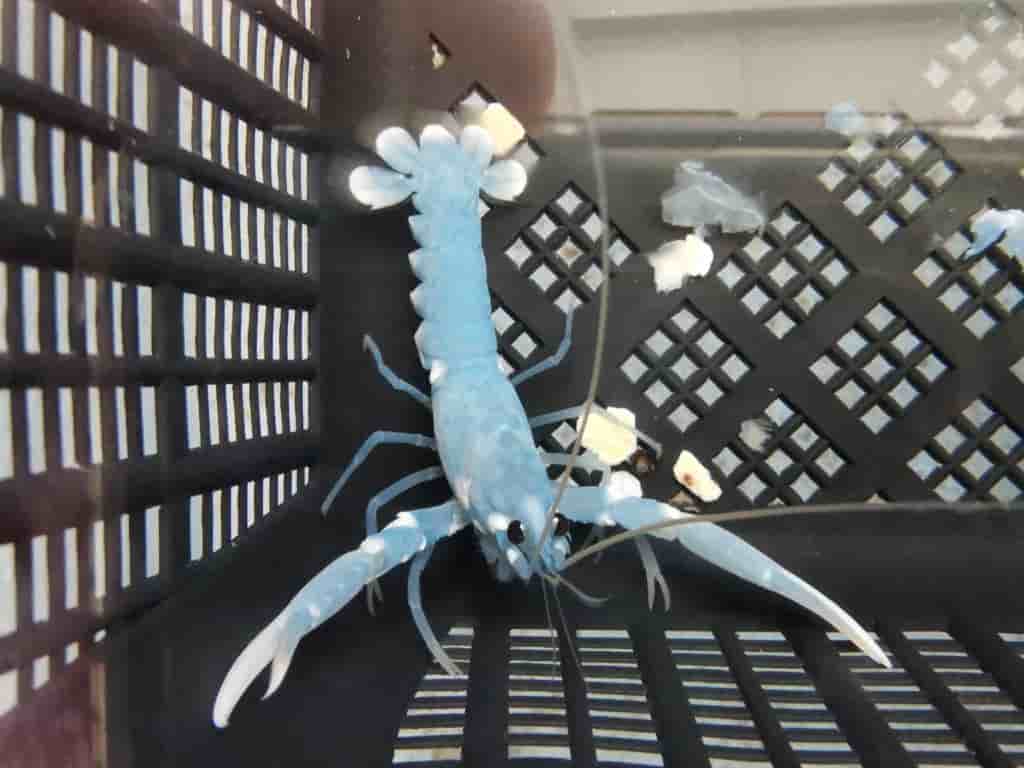 Homards élevage indoor