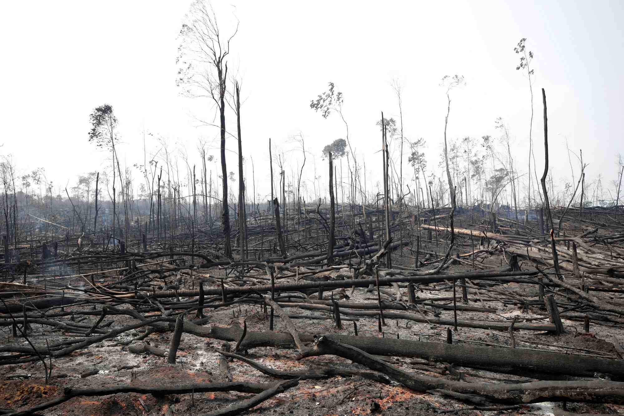 Les incendies en Amazonie ont contribué à sensibiliser les Français aux enjeux écologiques