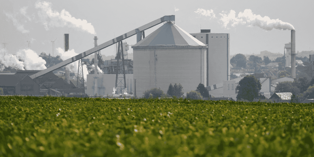 sugar beet, sucrerie, Tereos, betterave à sucre,