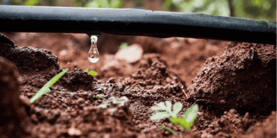Le nouveau schéma d'irrigation concernera 22 000 ha de vigne, pour l'essentiel
