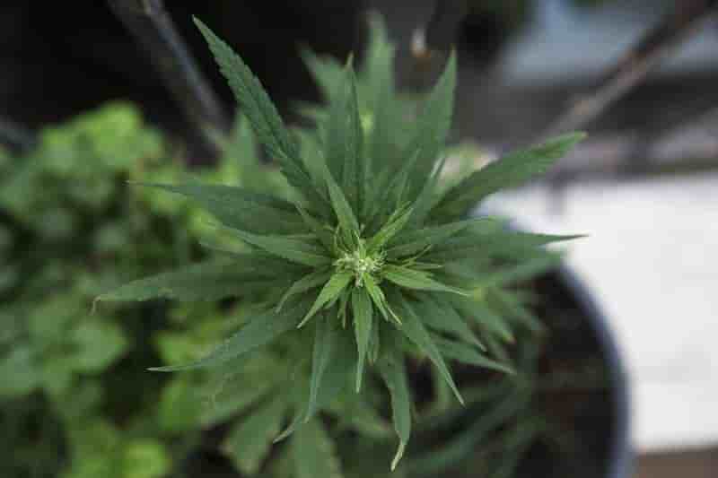 L'Uruguay envisage la culture de cannabis en terrain militaire
