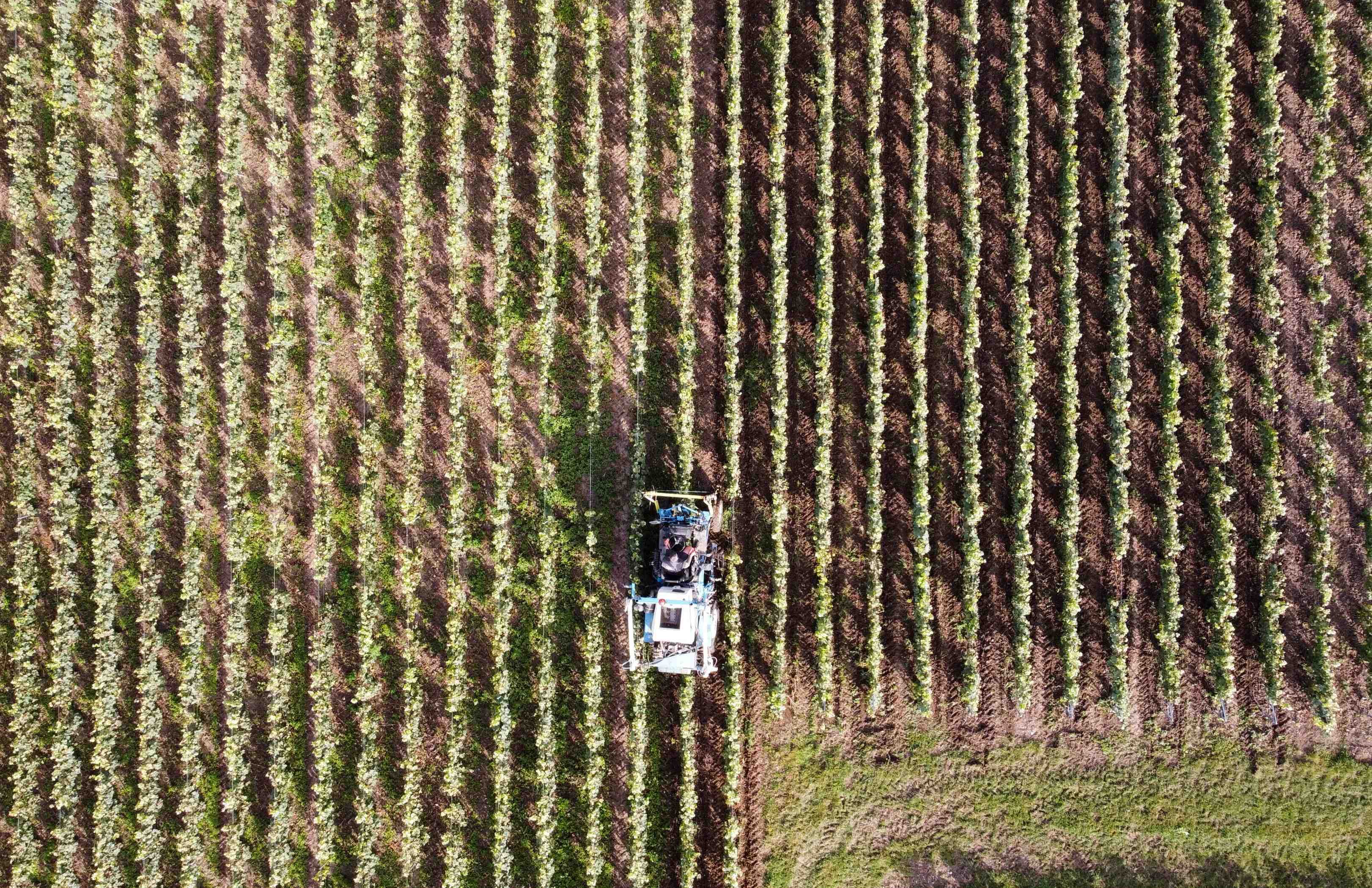 France: feuillatte et castelnau fusionnent pour creer un geant du champagne