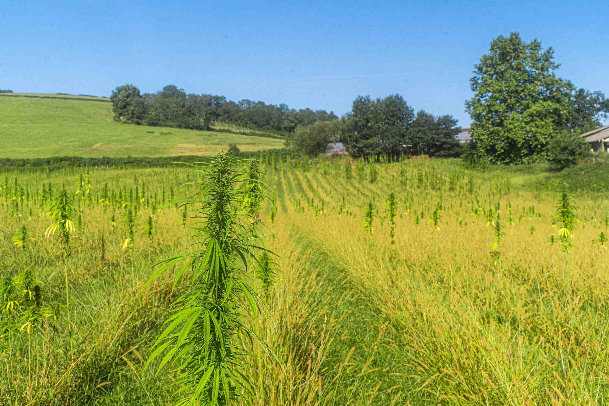 Le géotextile vert produit dans l'Ariège aura pour matière première la fibre de chanvre.