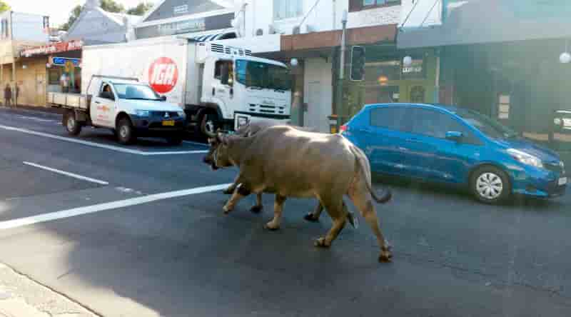 Cavalcade de buffles dans les rues de Sydney