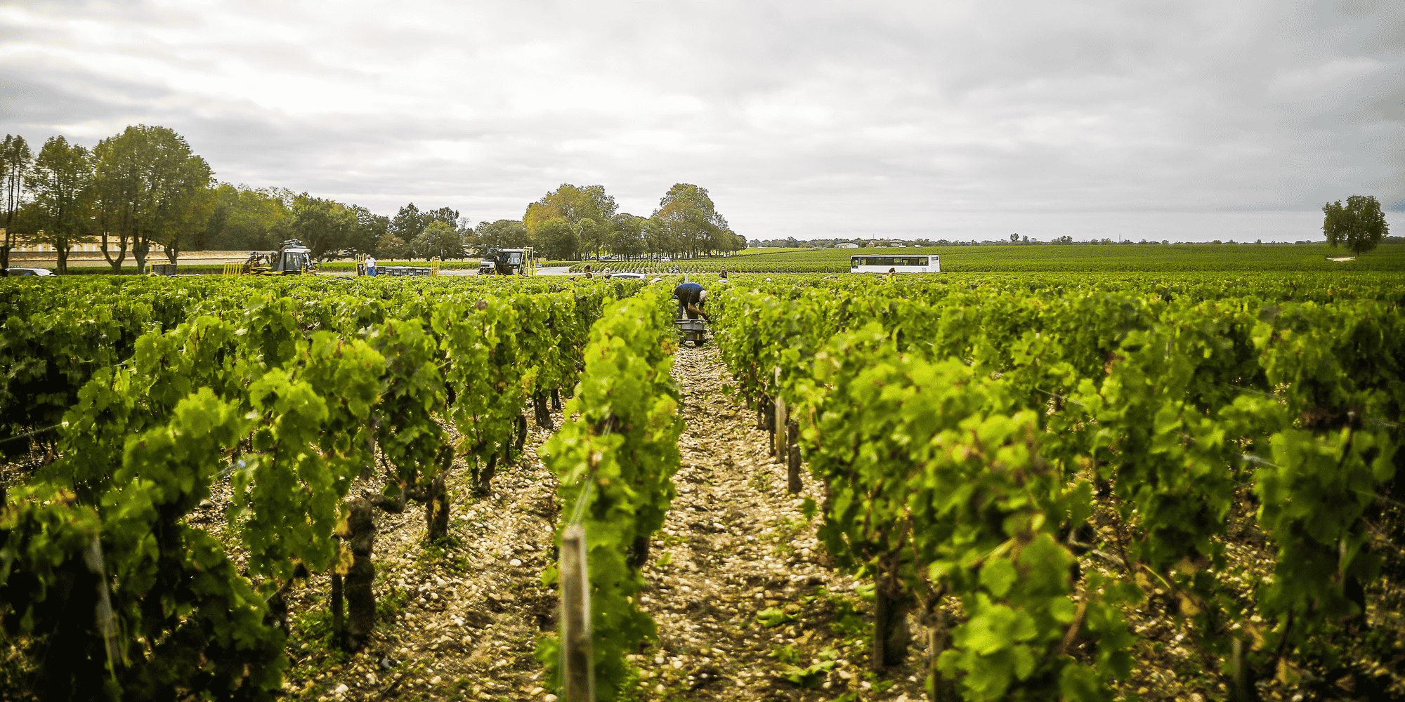 Les vendanges 2023 s'annoncent très faible en quantité en raison d'une épidémie virulente de mildiou en Gironde.