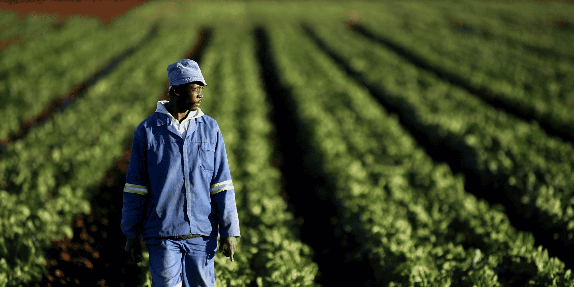 Agriculture plantation agriculteur terre ferme
