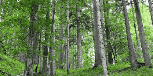 forêt