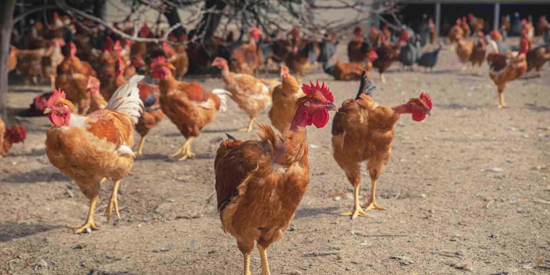 Au total depuis début 2024, une soixante de cas humains de grippe aviaire ont été officiellement confirmés aux États-Unis.