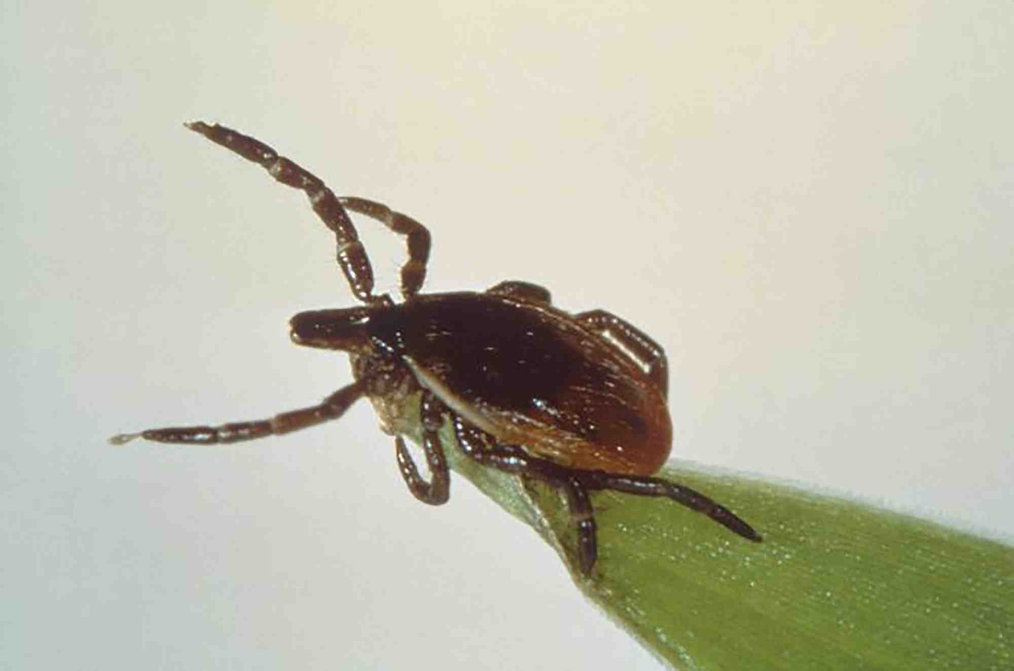 maladie de Lyme, tique, parasite, borrelia, bactérie,