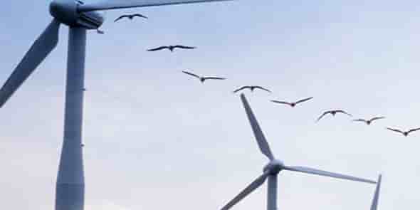 Biodiv-Wind (Béziers) a développé la solution SafeWind pour réduire le risque de collision entre les pales d'éoliennes et les oiseaux