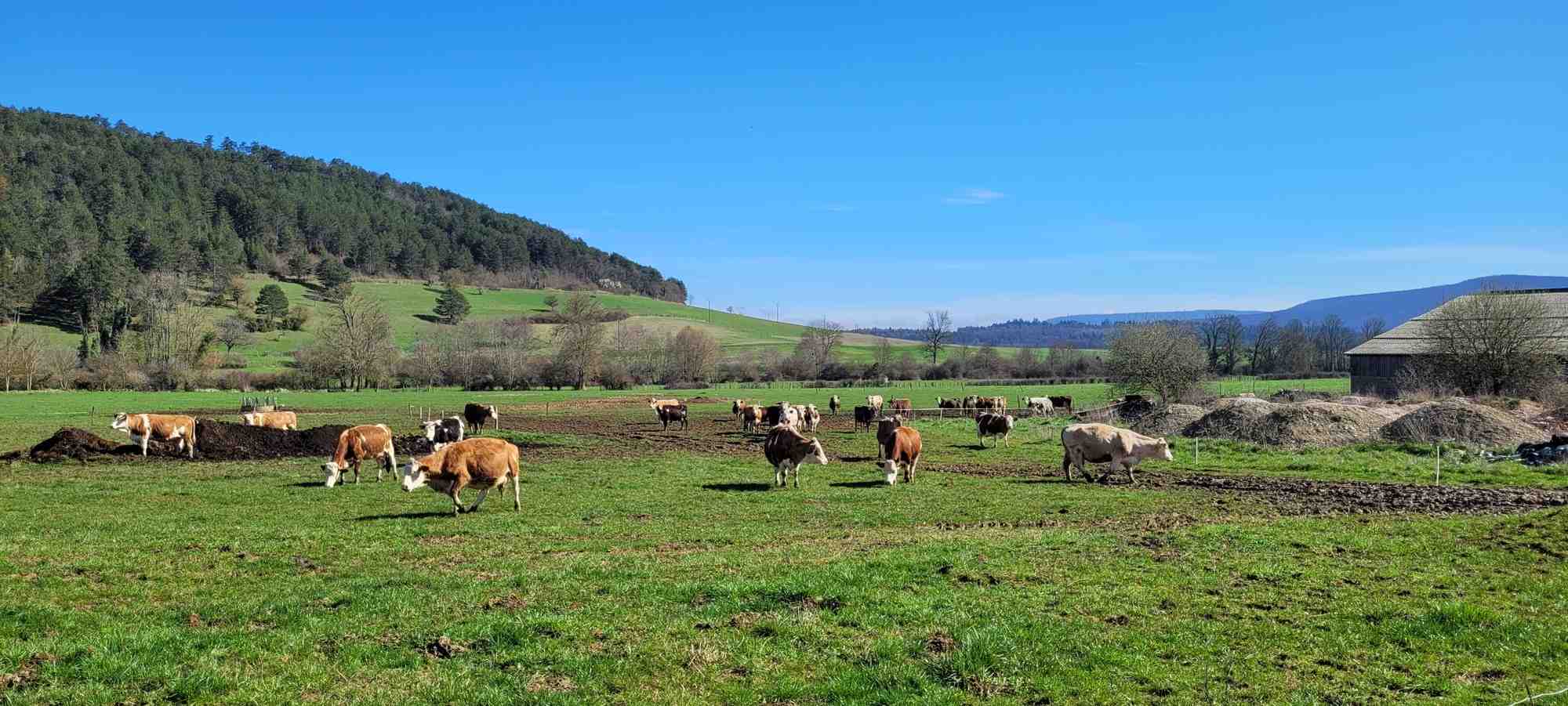 Les vaches laitières de la ferme bio de Samuel Bulot, à Prâlon, en Côte-d'Or
