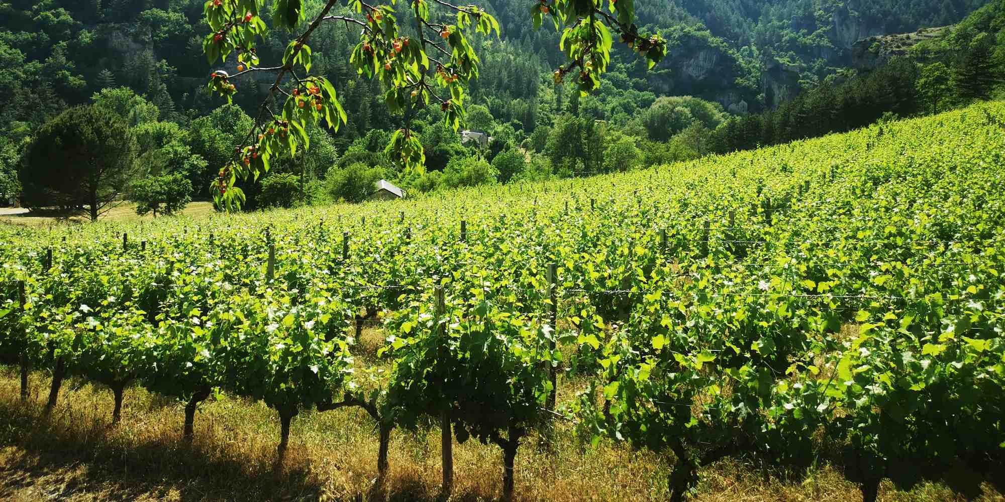 En Lozère, le massif cévenol compte aujourd'hui une dizaine de vignerons cultivant une quinzaine d'hectares en altitude.