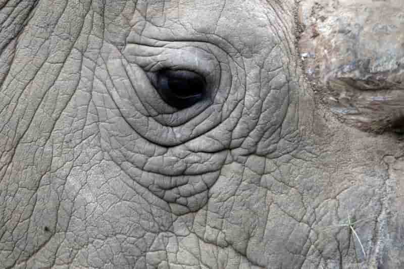 Mort au kenya du dernier rhinoceros blanc male du nord au monde